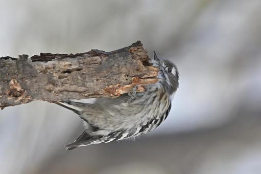 コゲラ コゲラ,野鳥,野生の写真素材