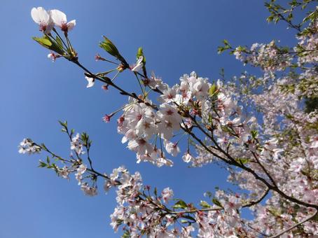 佐賀 武雄 馬場 ソメイヨシノ1 佐賀 武雄 馬場 ソメイヨシノ1 桜,ソメイヨシノ,背景の写真素材