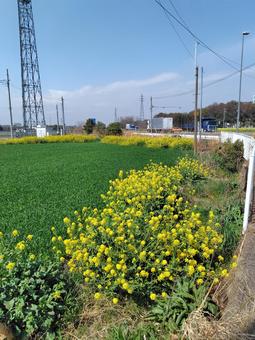 緑が沢山 緑が沢山の写真