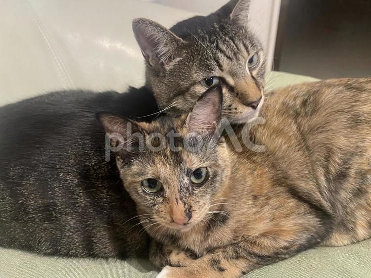 寄り添う猫たち 猫,ネコ,ねこの写真素材