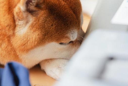 按摩器の陰で気持ち良さそうに眠る柴犬 按摩器の陰で気持ち良さそうに眠る柴犬 柴犬,しばいぬ,日本犬の写真素材