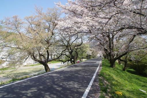 桜並木 桜並木の写真