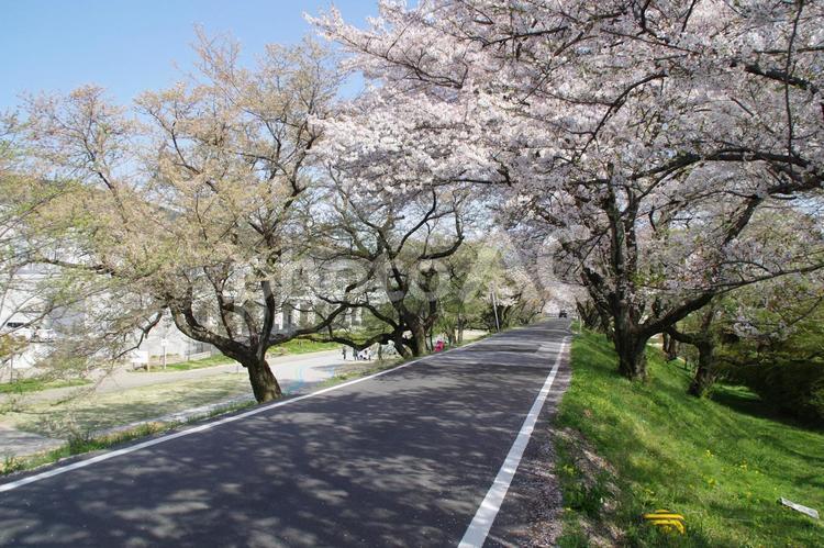 桜並木 春,自然,桜の写真素材