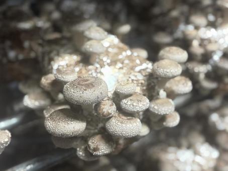 菌床しいたけ栽培 菌床しいたけ栽培の写真