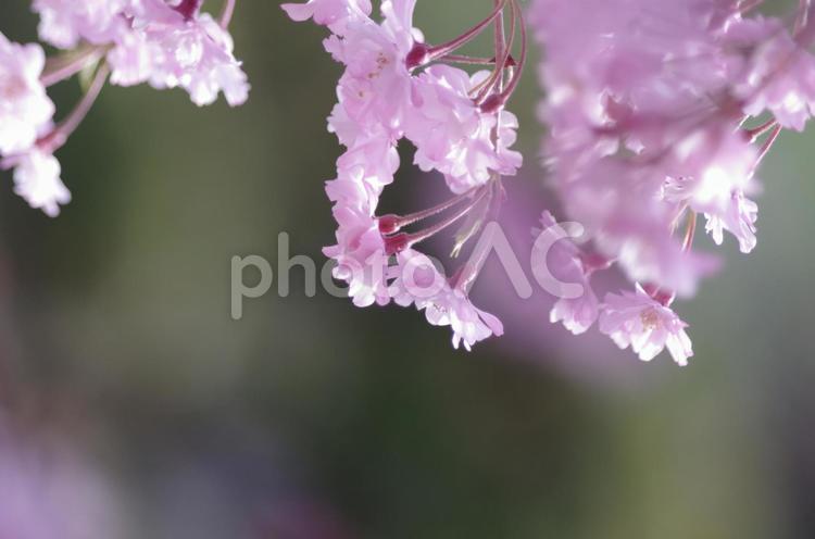 しだれ桜 桜,ピンク,しだれ桜の写真素材