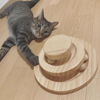 猫 猫の写真