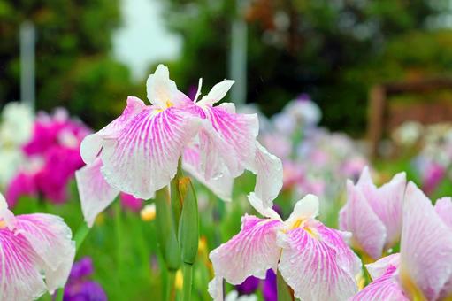 Iris Flower 25-10, JPG
