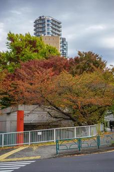 紅葉が美しい秋の都市風景 紅葉が美しい秋の都市風景 都市風景,秋,紅葉の写真素材