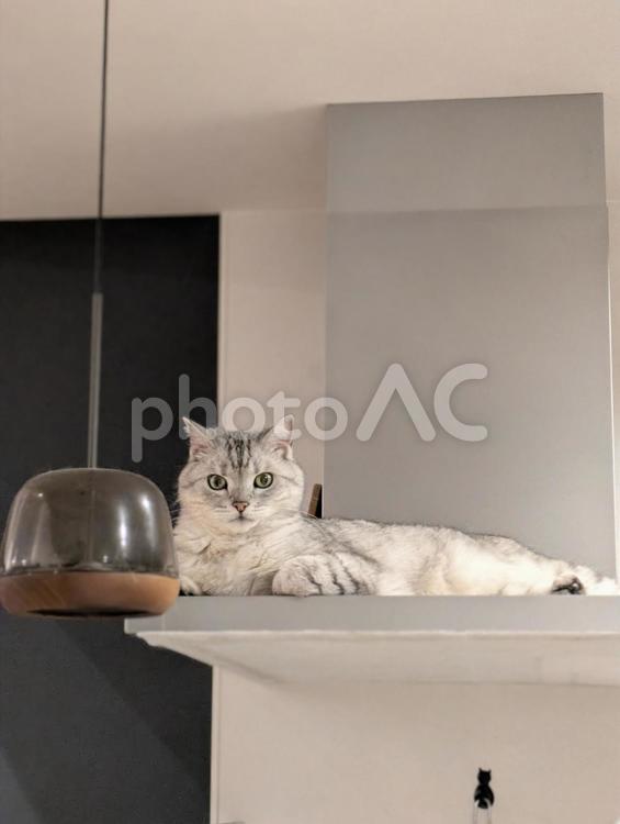 レンジフードの上でくつろぐ可愛い猫 猫,ねこ,癒しの写真素材