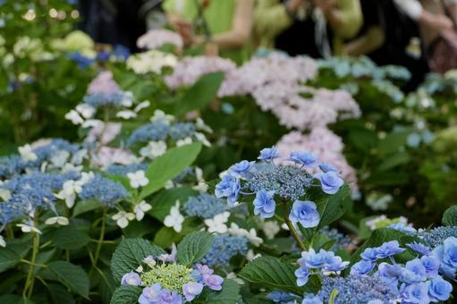 Hydrangea season, JPG