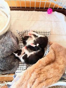 スヤスヤ スヤスヤ 飼い主,抱く,ねこの写真素材