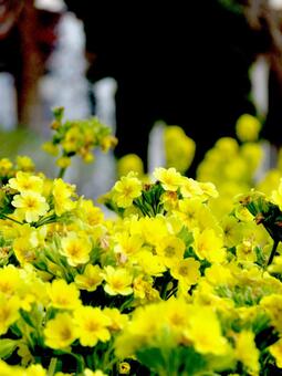 冬の花壇に咲く黄色いプリムラ プリムラ,花,植物の写真素材