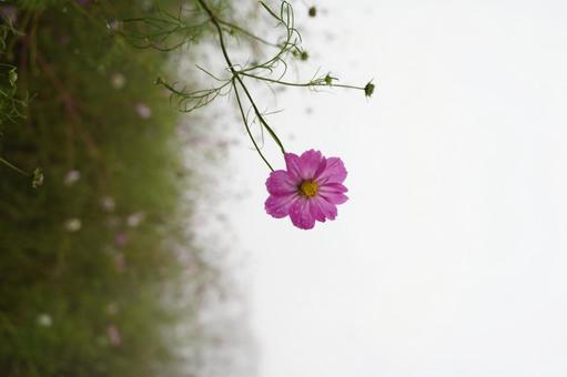 コスモス　曇り空の写真