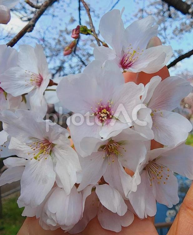 桜 桜,さくら,サクラの写真素材