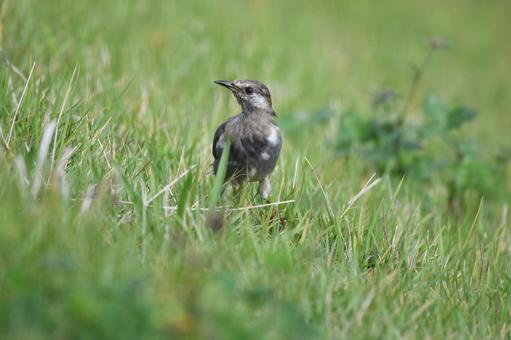 ムクドリの写真