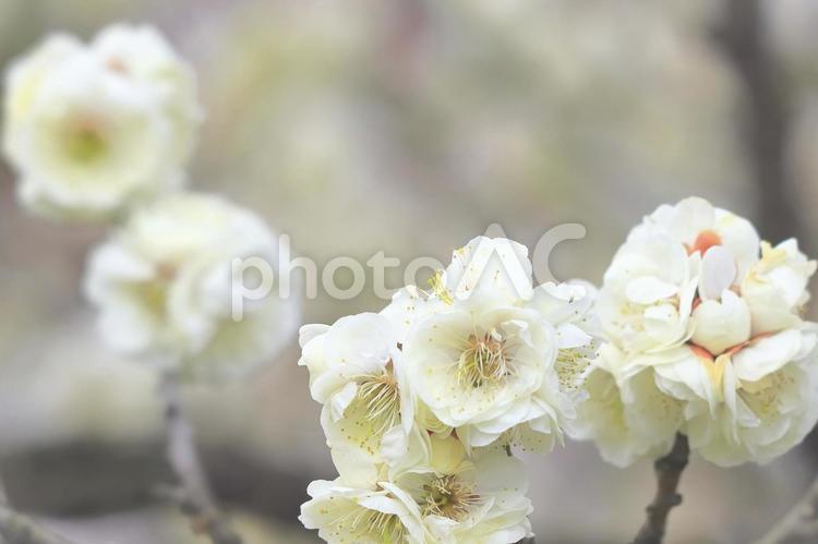 春を告げる美しい白梅 植物,花,梅の写真素材
