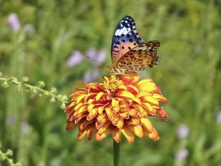 蝶々と花③ 蝶々と花③の写真