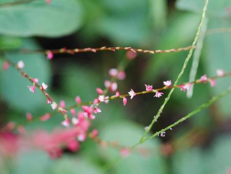 タデ科ミズヒキ属ミズヒキの写真