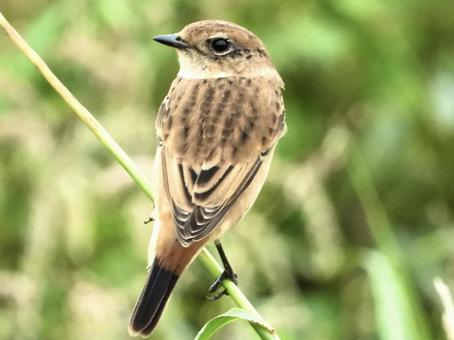 茎につかまるノビタキ 茎につかまるノビタキの写真