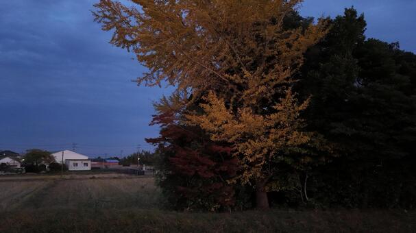 イチョウの木002 夜景,夜,ビルの写真素材