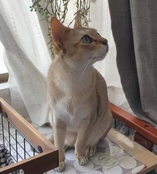 ひなたぼっこする猫のシンガプーラ ひなたぼっこする猫のシンガプーラ シンガプーラ,猫,猫とインテリアの写真素材