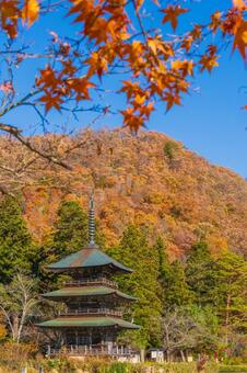 紅葉の中の三重塔 三重塔,安久津八満,安久津八幡神社の写真素材