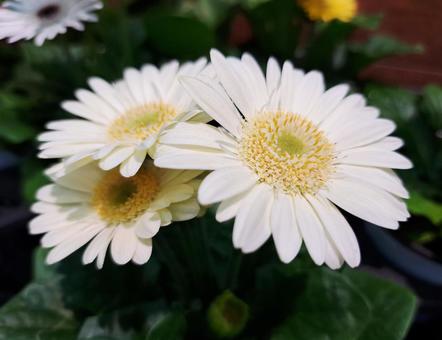 白のガーベラの花 白のガーベラの花の写真