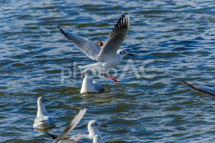 水面を舞うユリカモメたち ユリカモメ,鳥,白の写真素材