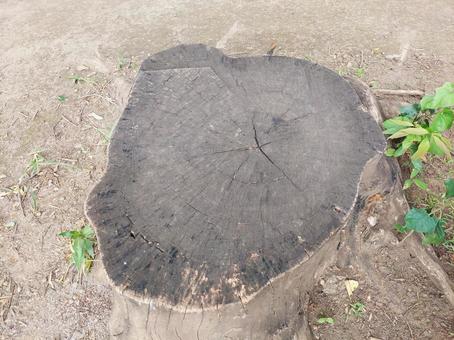 公園の切り株 公園の切り株の写真