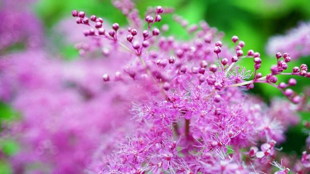 Kyokanoko pink flower close-up, JPG