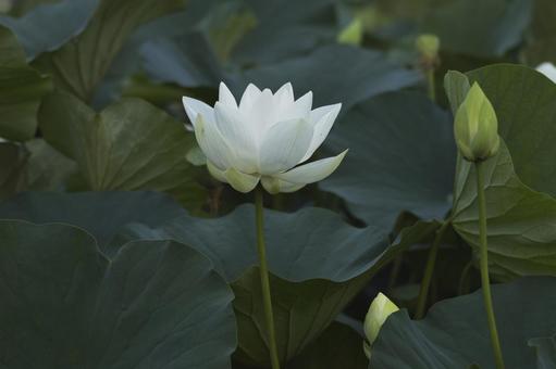 蓮の花 蓮の花 蓮,蓮の花,花の写真素材