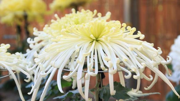 楽寿園の菊まつりにて 菊,秋,花の写真素材