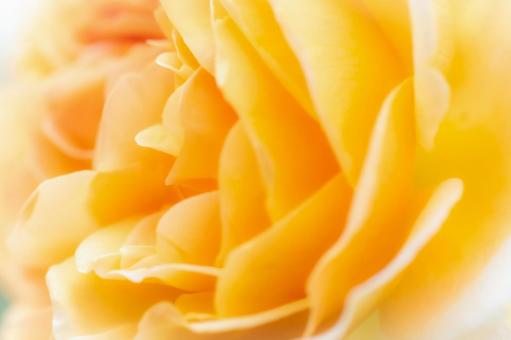 「友情」が花言葉、黄色の薔薇 「友情」が花言葉、黄色の薔薇の写真