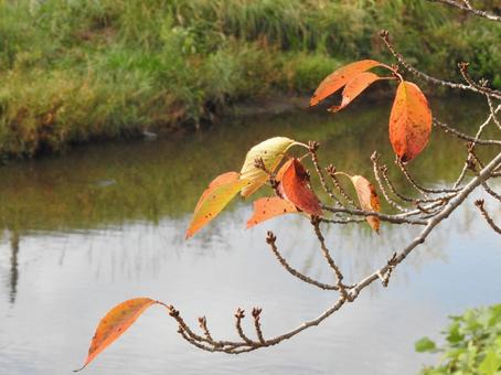 色づき始めた桜の葉 色づき始めた桜の葉の写真