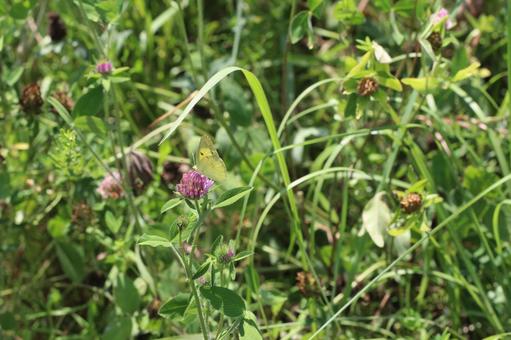 Monarch butterfly resting on a flower 2, JPG