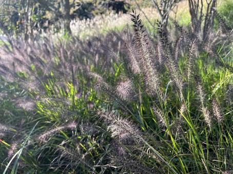 チカラシバの写真