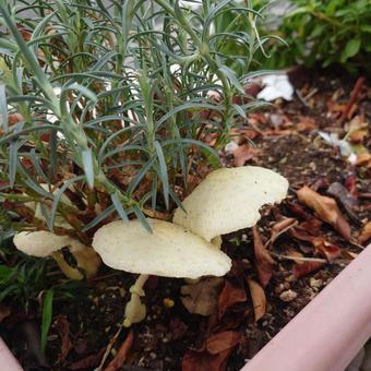 いつのまにか　ひょろひょろのキノコ きのこ,プランター,植物の写真素材