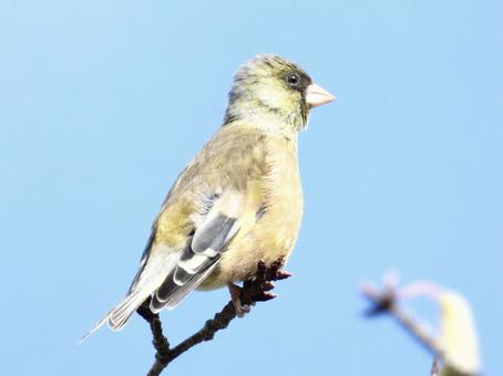 枝の先端につかまるカワラヒワ 枝の先端につかまるカワラヒワの写真
