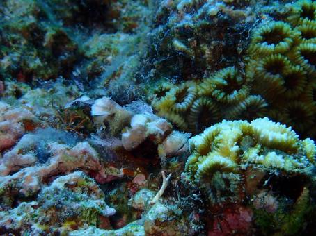 ヒメサンゴカサゴの幼魚 ヒメサンゴカサゴの幼魚の写真