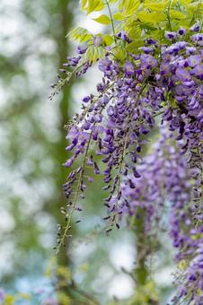 Wisteria blooming among fresh greenery, JPG