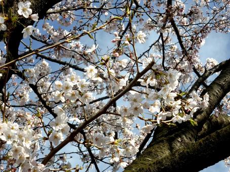桜シーズンが訪れた街中の桜並木 桜シーズンが訪れた街中の桜並木の写真