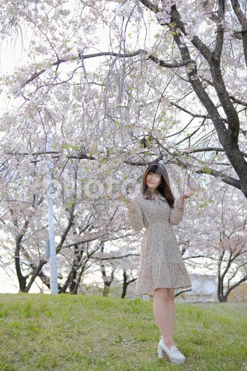 桜の木の下にいる若い女性 さくら,サクラ,春爛漫の写真素材