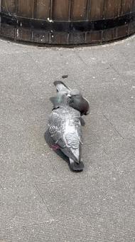 鳩のケンカの写真