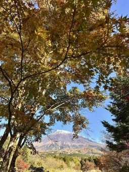 黄葉と富士山 富士山,紅葉,黄葉の写真素材