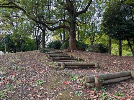 森の中の木の階段3 森,森林,森林公園の写真素材