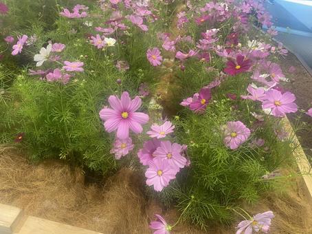 花 コスモス 花 コスモス 花,コスモス,秋桜の写真素材