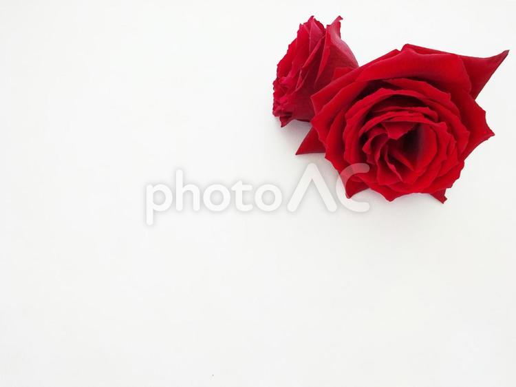 薔薇のプレゼント２ 薔薇,バラ,ばらの写真素材