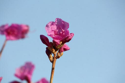 朝日に照らされし花 朝日に照らされし花の写真