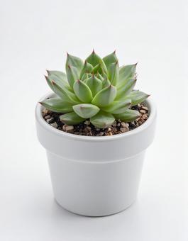 白い背景に多肉植物 白い背景に多肉植物の写真