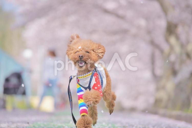 桜並木を走るトイプードル　春　桜 春,桜,桜並木の写真素材